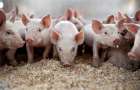 Фермеру из Мариуполя возместят убытки за свиней, которых убили во время карантина