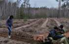 В лесах Лимана проводится активная посадка саженцев сосны и дуба