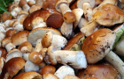«Тихая охота»: Каким грибам не место на кухне