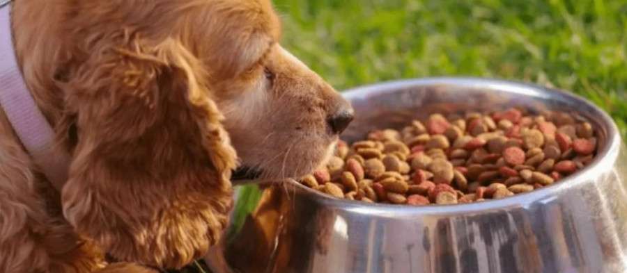 Як вибрати корм для собак середніх порід: ключові інгредієнти та їхні переваги для здоров'я