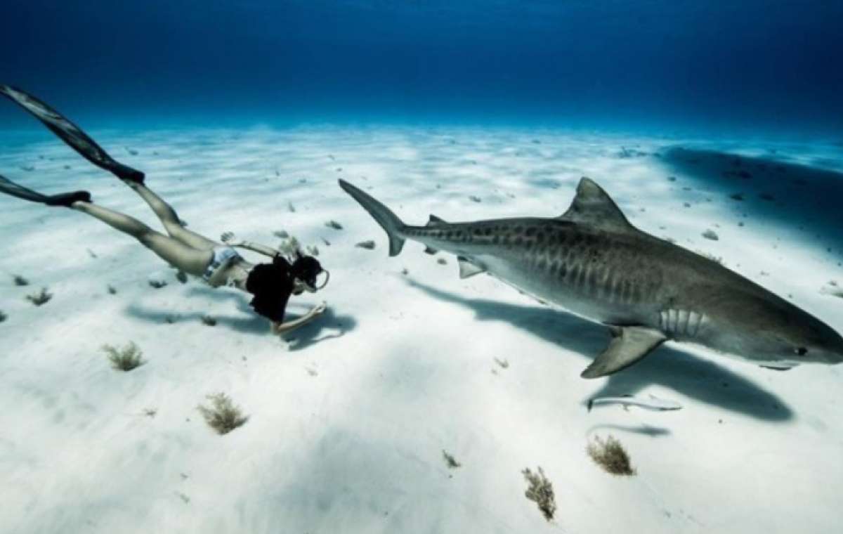 Австралийка плавает с акулами ради эффектных селфи