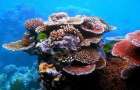 Австралия выделит $500 млн на защиту Большого барьерного рифа