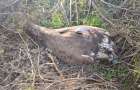 В Одесской области браконьеры ради забавы убили сокола, занесенного в Красную книгу