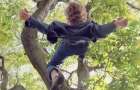 В Украинске восьмилетний мальчик упал с дерева, состояние ребенка тяжелое