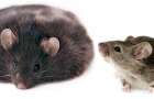 Как не толстеть учёные учились у мышей