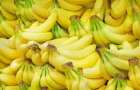 Бананы могут исчезнуть из магазинов из-за опасного грибка 