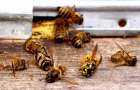 В Волновахском районе массово гибнут пчелы