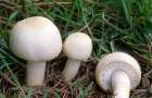 На Луганщине от отравления грибами умерла женщина