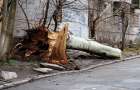 Штормовой ветер завалил мощное дерево в Мариуполе