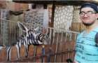 В египетском зоопарке покрасили осла и выдавали его за зебру