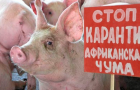 Самый крупный очаг заболевания чумой свиней обнаружили под Покровском