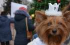 В Мариуполе провели «ГАВ-парад» в канун года Собаки