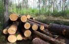 Resident of Kramatorsk is prosecuted for cutting 120 oaks