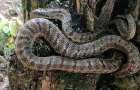 В Донецкой области змеи могут вырастать до двух метров