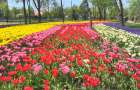В Мариуполе распустились 200 тысяч цветов. Видео