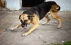Мирноград: Бешеная собака покусала свою хозяйку