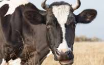 Хозяйствам на Донетчине, которые занимаются скотоводством, выделили почти 26 млн на содержание животных