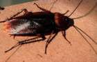 Ученые открыли секрет живучести тараканов