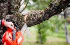 В Константиновке удалят 71 аварийное дерево