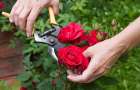 Покровские полицейские задержали мужчину за кражу роз