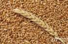 Экспорт зерна в Украине составил более 34 млн тонн