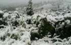 Сюрприз летом: в Карпатах выпал снег