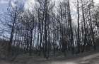 Пожар в ландшафтном парке «Краматорский» назвали экологической катастрофой