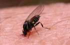 Resident of Mariupol can lose his leg because of the bite of an infected fly