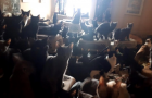 Из квартиры канадца изъяли 300 котов