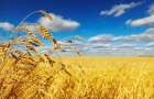 Юридические лица смогут покупать сельхозземли в Украине