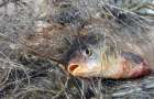 Браконьеры Мариуполя за май наловили рыбы на 200 тысяч гривень