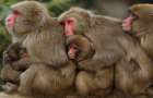 Пестициды приводят к мутациям у обезьян 