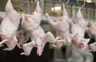 Украина попала в тройку мировых лидеров по экспорту мяса птицы в ЕС