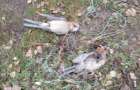 В Северодонецком лесхозе неизвестные перестреляли хищных птиц