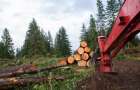 Убытков на 20 млн грн: на Луганщине начальник лесхоза незаконно вырубил лес