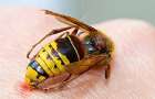 В Черкасской области мужчина умер от укуса пчелы 