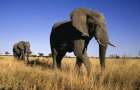 Африканских слонов больше не будут продавать в цирки и зоопарки