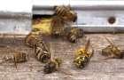 Новый яд убивает пчел в Украине и опасен для людей?