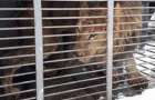 The last lion was taken from the zoo of Pokrovsk