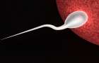 Ученые разработали новое средство контрацепции