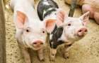 1000 pig farms closed in Ukraine