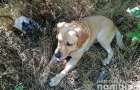 Dogs-detectives helped to uncover nearly 300 crimes in the Donetsk region