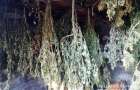 В Донецкой области нашли склад марихуаны на миллион грн