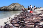Тысячи мертвых каракатиц засыпали пляж в Чили