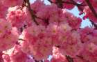 В городах Донбасса зацветет сакура – национальный символ Японии