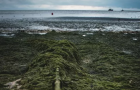 Бердянские пляжи завалило тоннами водорослей